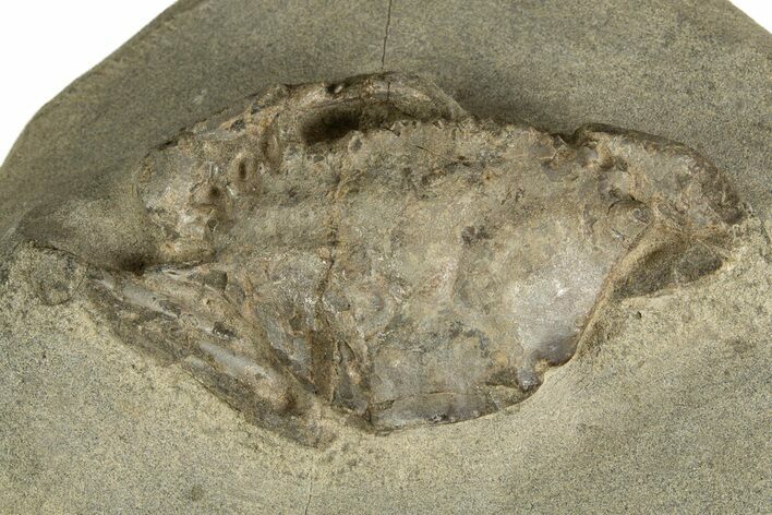 Eocene Fossil Crab (Megakos) - Washington State #338081